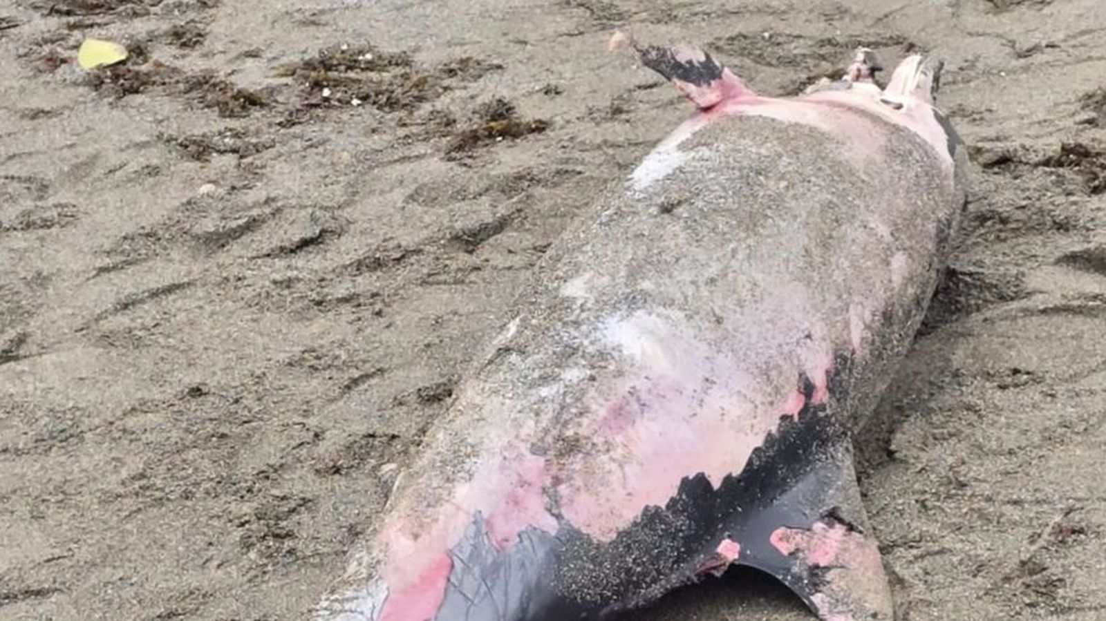 El delfín muerto en la Playa del Trampolín