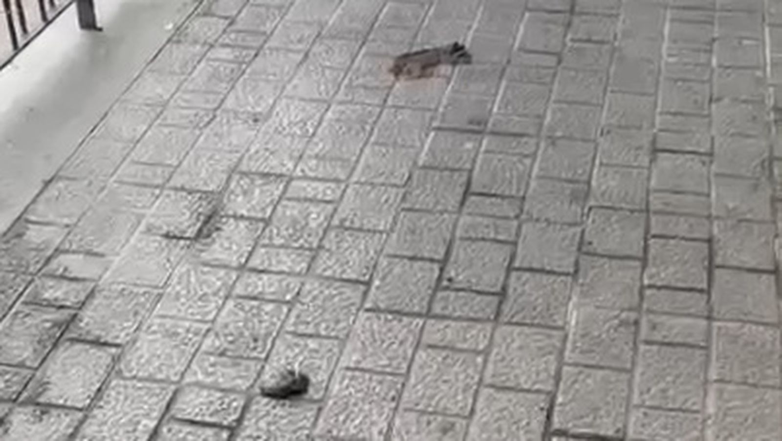 Excrementos en la barriada de la Estación