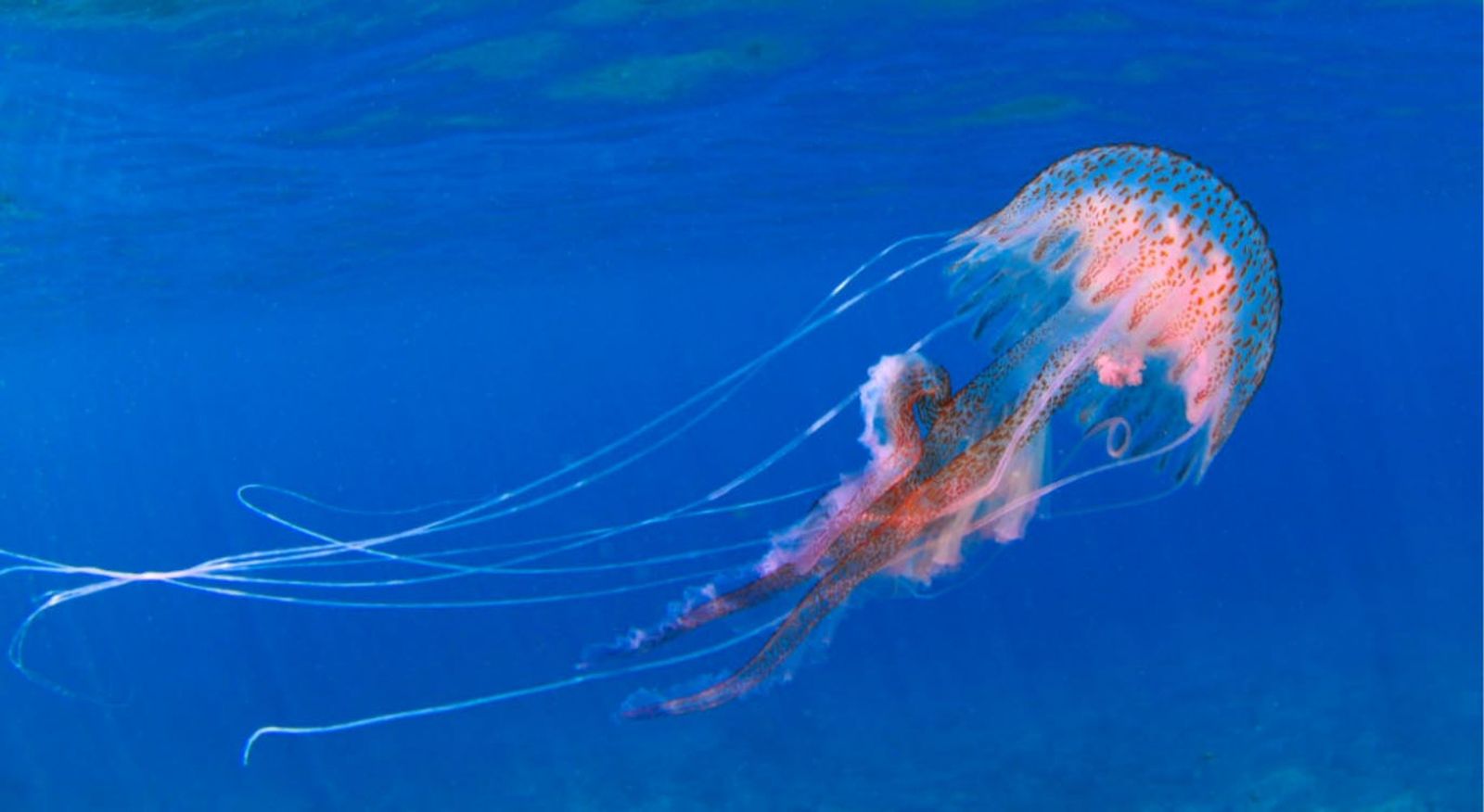 Pelagia noctiluca o clavel de mar/FOTO GOBIERNO DE CANARIAS