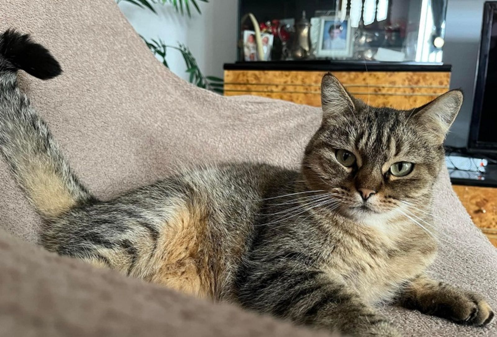 FOTO CHATS NOIRS