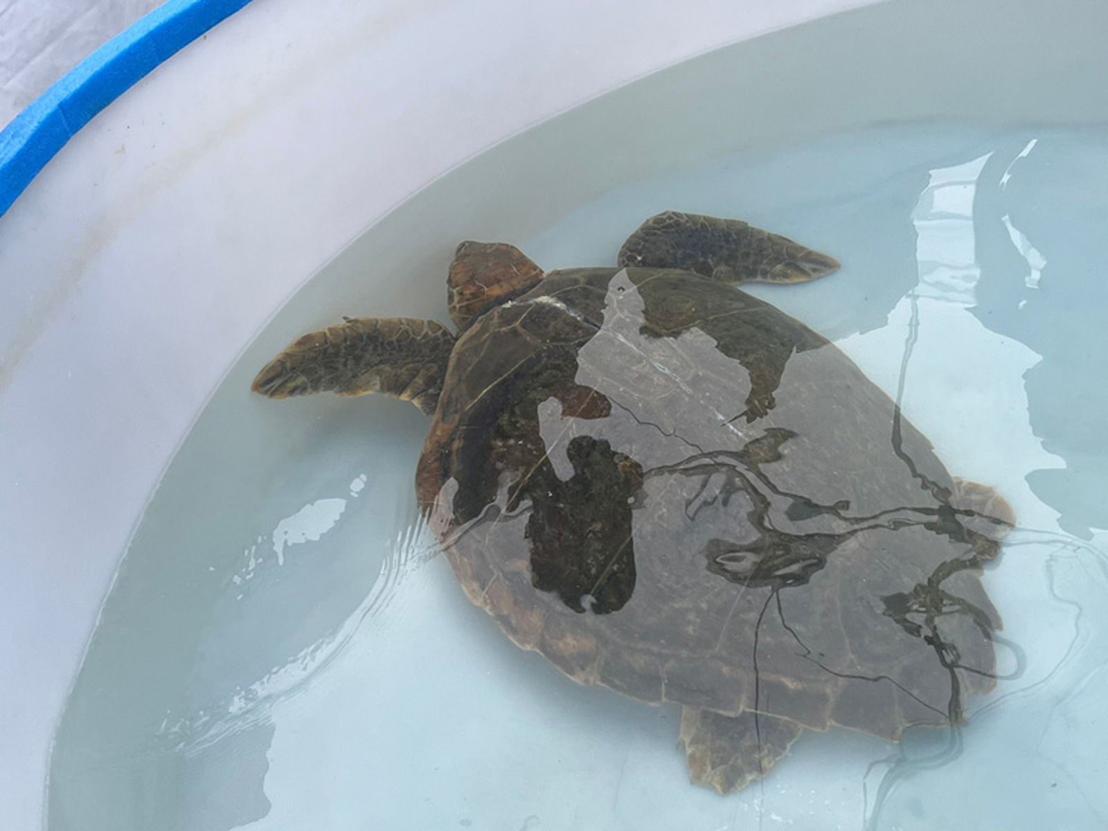 Tortuga rozada por una embarcación./ FOTO C.L.