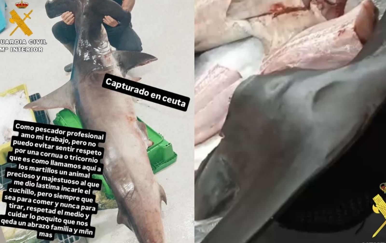 La Guardia Civil recuerda la importancia de respetar las normas que protegen a las especies marinas amenazadas, esenciales para la conservación de la biodiversidad y el equilibrio ecológico de los ecosistemas marinos