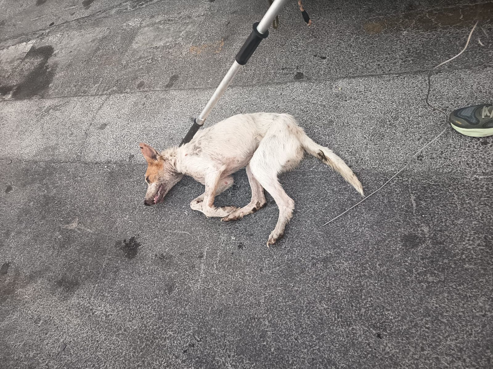 Imagen del perro muerto por rabia