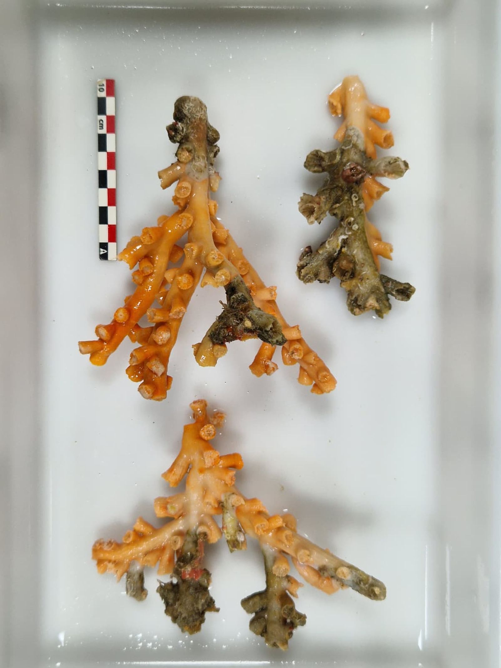 Los resultados obtenidos en ambas campañas refuerzan el valor ecológico de los fondos marinos de Ceuta. “Pese a que los sectores de Benzú y Punta Almina se encuentren en las costas de una misma ciudad, presentan hábitats muy característicos, tanto en su orografía como en la variedad y tipo de especies que podemos encontrar”, señala el equipo investigador Los resultados obtenidos en ambas campañas refuerzan el valor ecológico de los fondos marinos de Ceuta. “Pese a que los sectores de Benzú y Punta Almina se encuentren en las costas de una misma ciudad, presentan hábitats muy característicos, tanto en su orografía como en la variedad y tipo de especies que podemos encontrar”, señala el equipo investigador