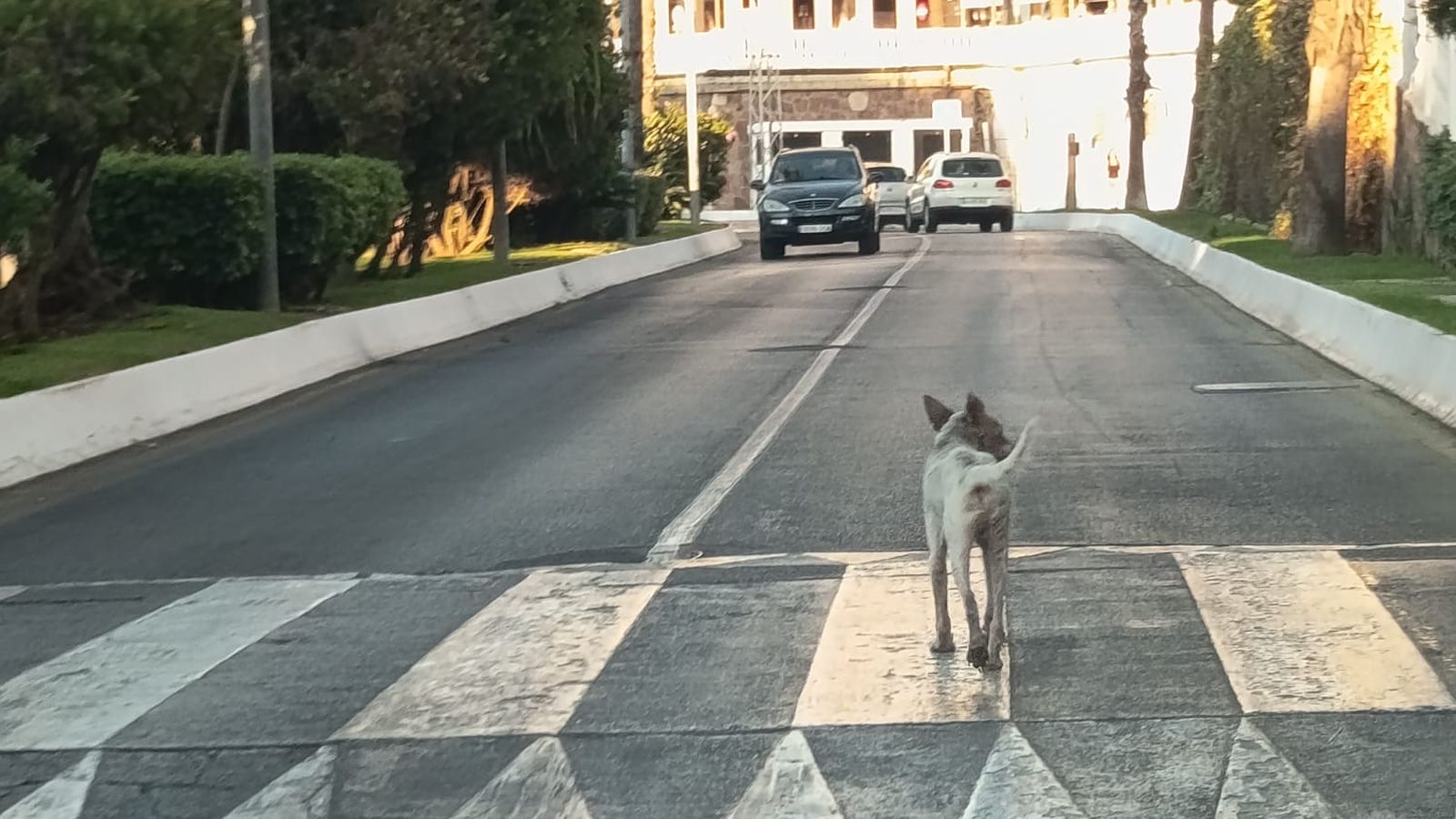 Perro muerto por rabia en la Marina Española
