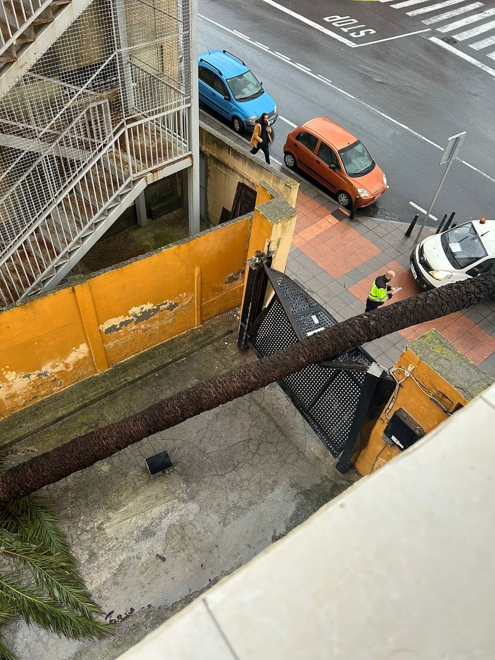 Otra instantánea de la palmera caída junto a la farmacia Parra