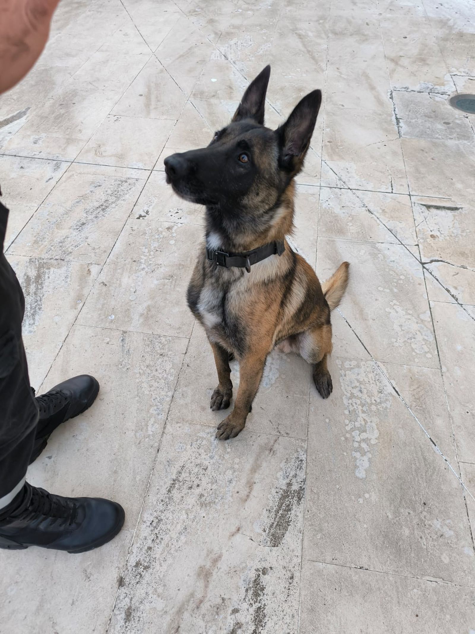 La UME expone sus medios en las Murallas Reales