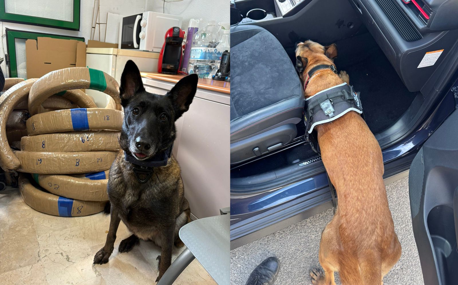 Perros de las unidades caninas de la Policía Nacional