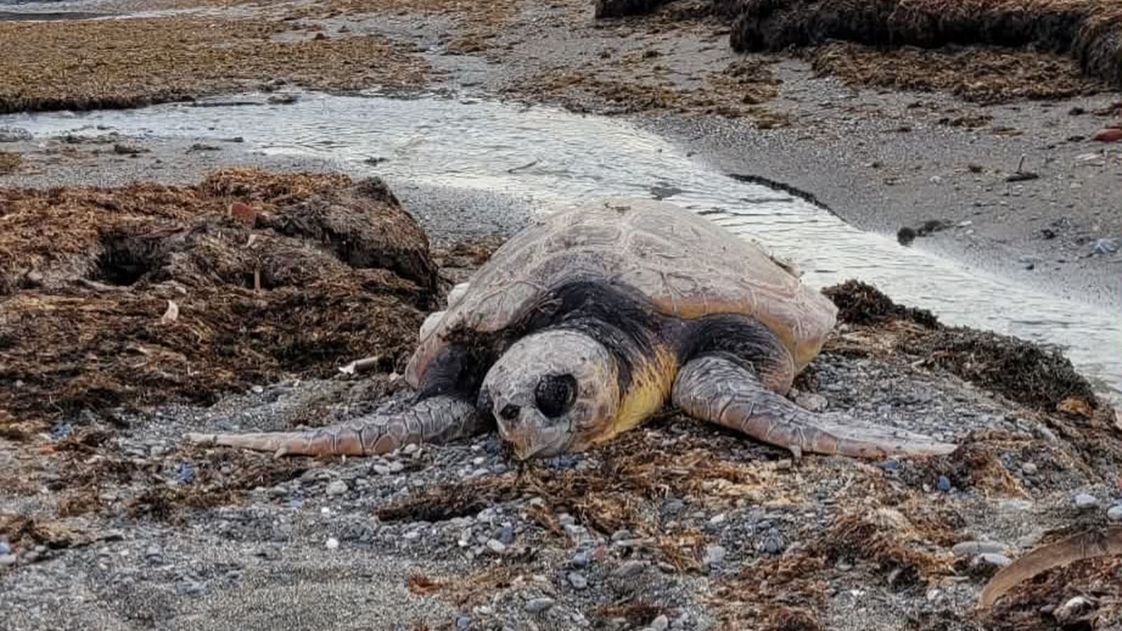 Tortuja juvenil aparecida sin vida justo detrás de la Desalinizadora