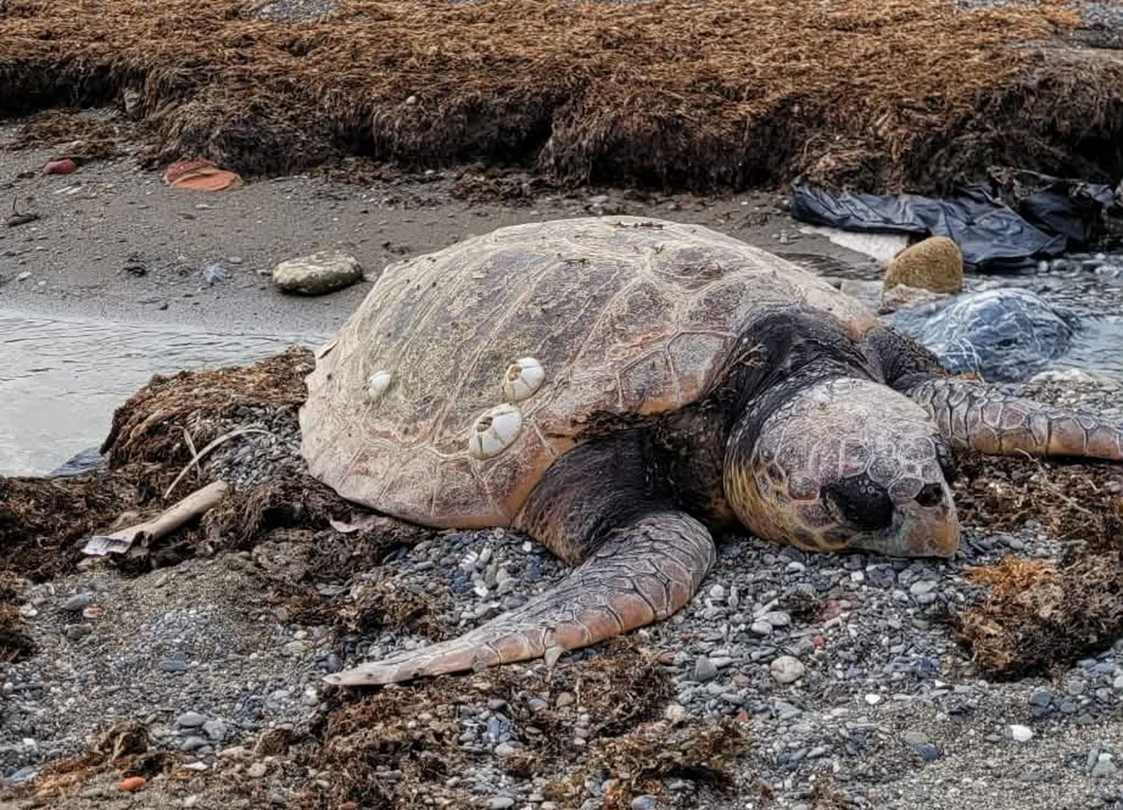 Imagen de la tortuga boba juvenil aparecida sin vida este miércoles en Benítez
