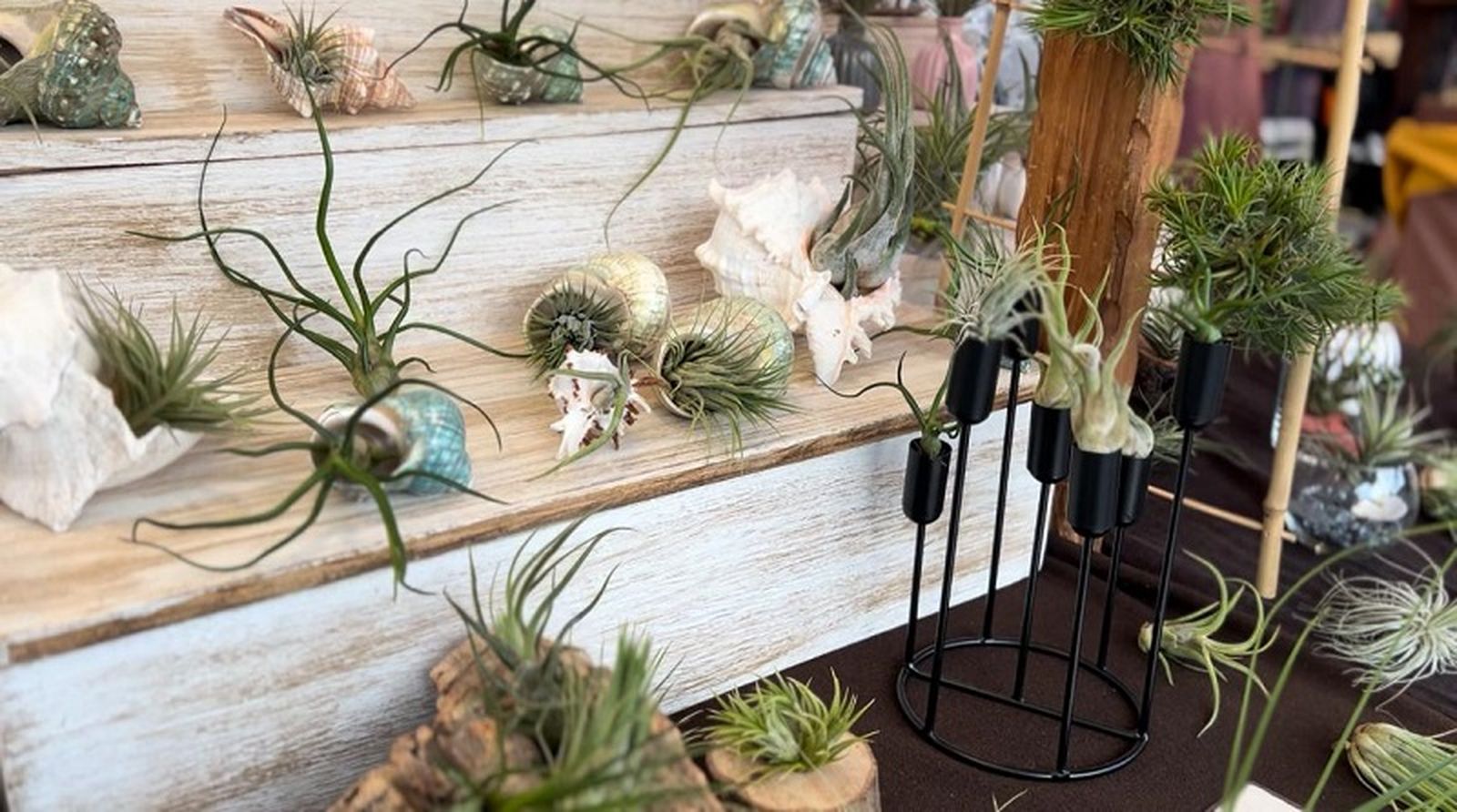 Plantas de Aire, del 'Mago del Tenedor' | FOTO E.A.Z Plantas de Aire, del 'Mago del Tenedor' | FOTO E.A.Z