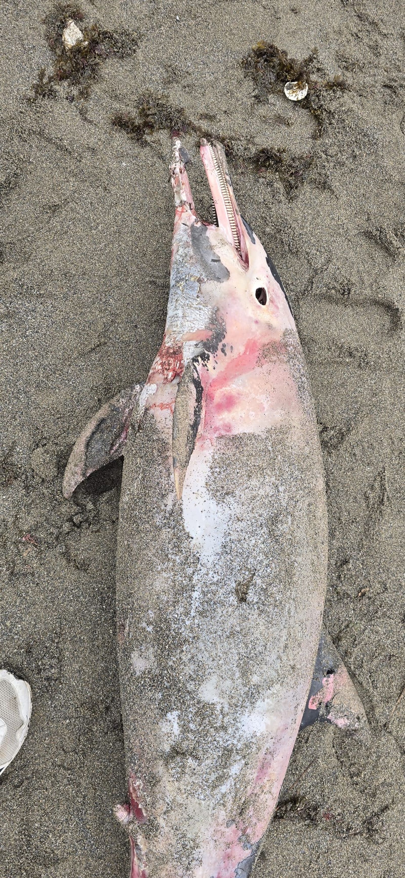 Imagen del delfín muerto