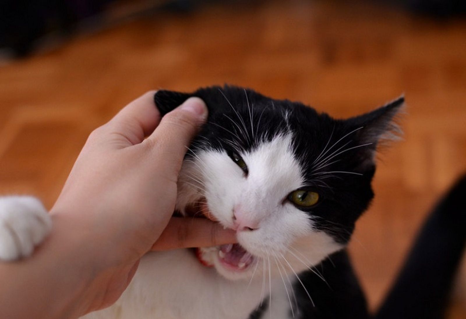 5919_gato