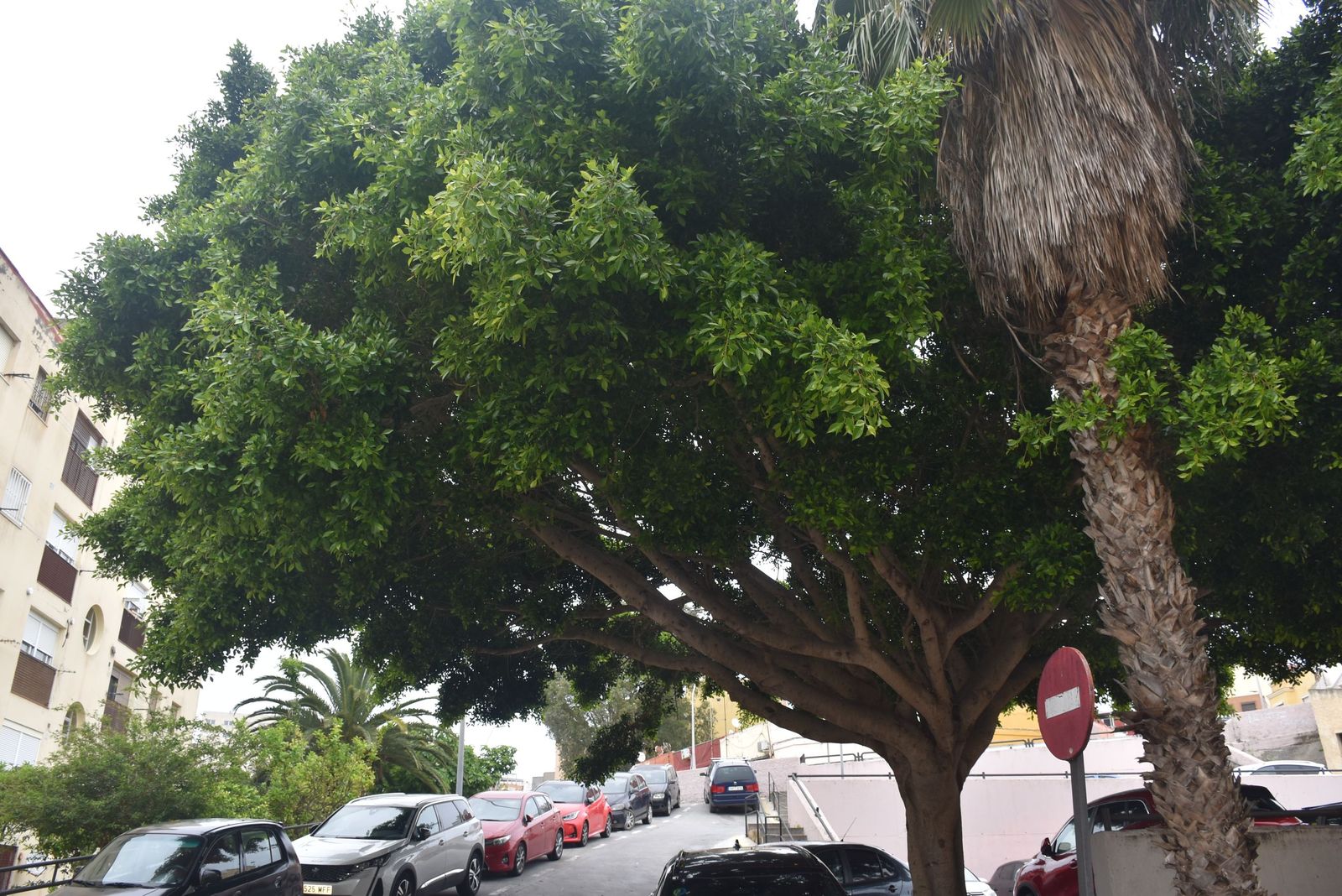 Los vecinos de Miramar Alto denuncian el abandono de una vaguada llena de basura y ratas