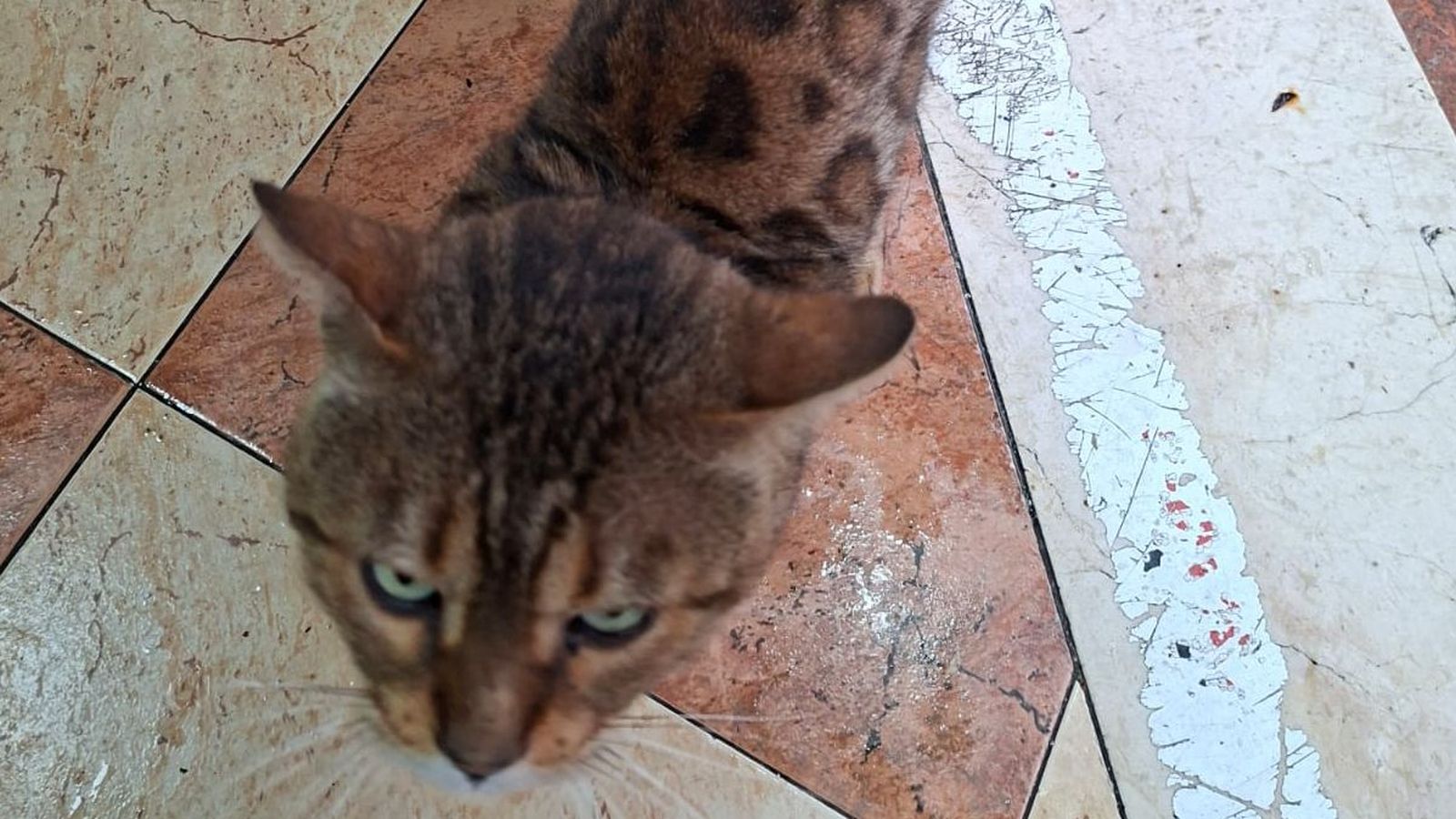 El gato de raza bengalí