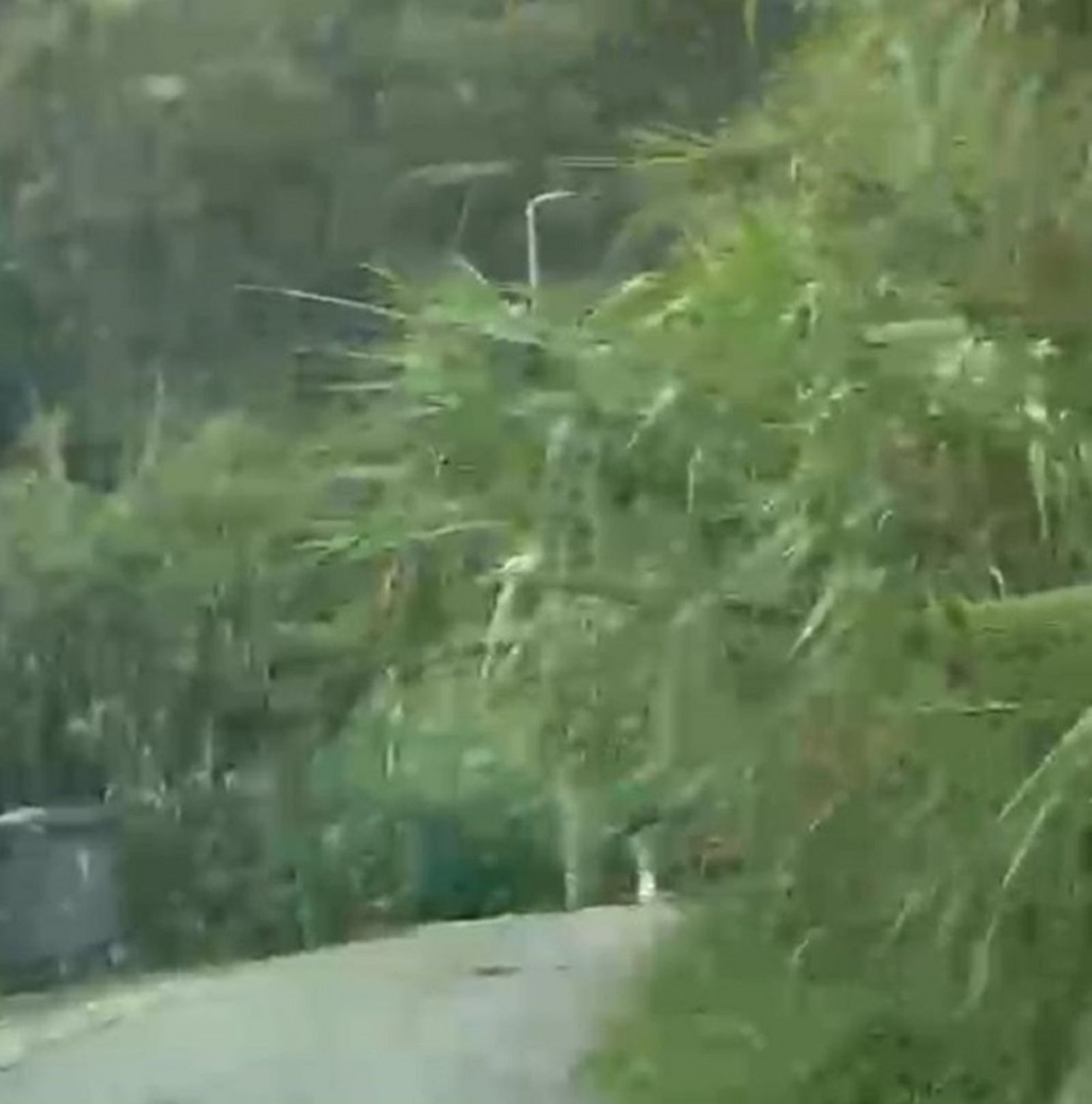 Las cañas del sendero que conecta la carretera de Benzú con Calamocarro han crecido hasta ocuparlo. / FOTO CEDIDA