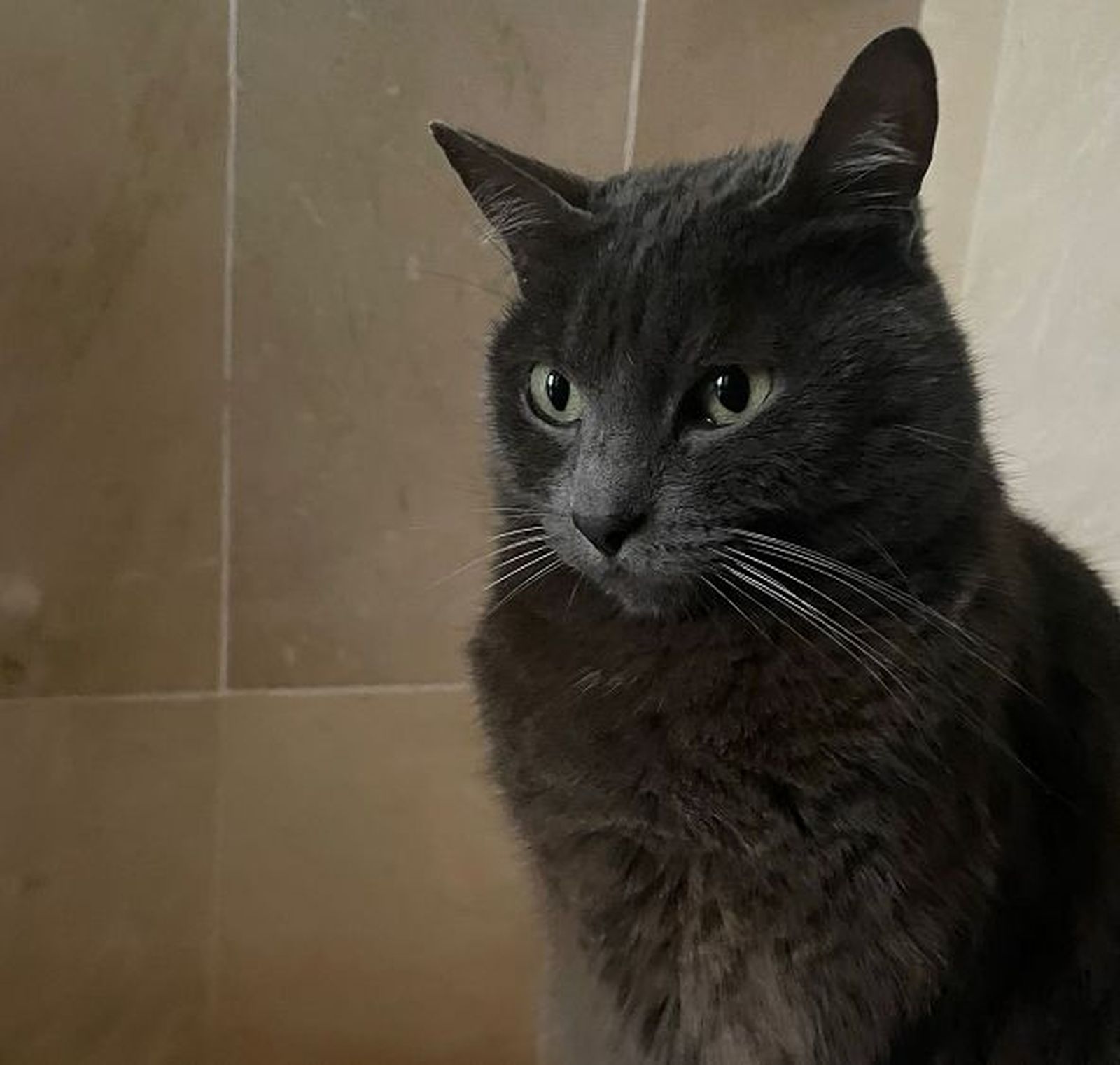 La gata Bianca, de pelaje negro y ojos verdes./ FOTO CEDIDA