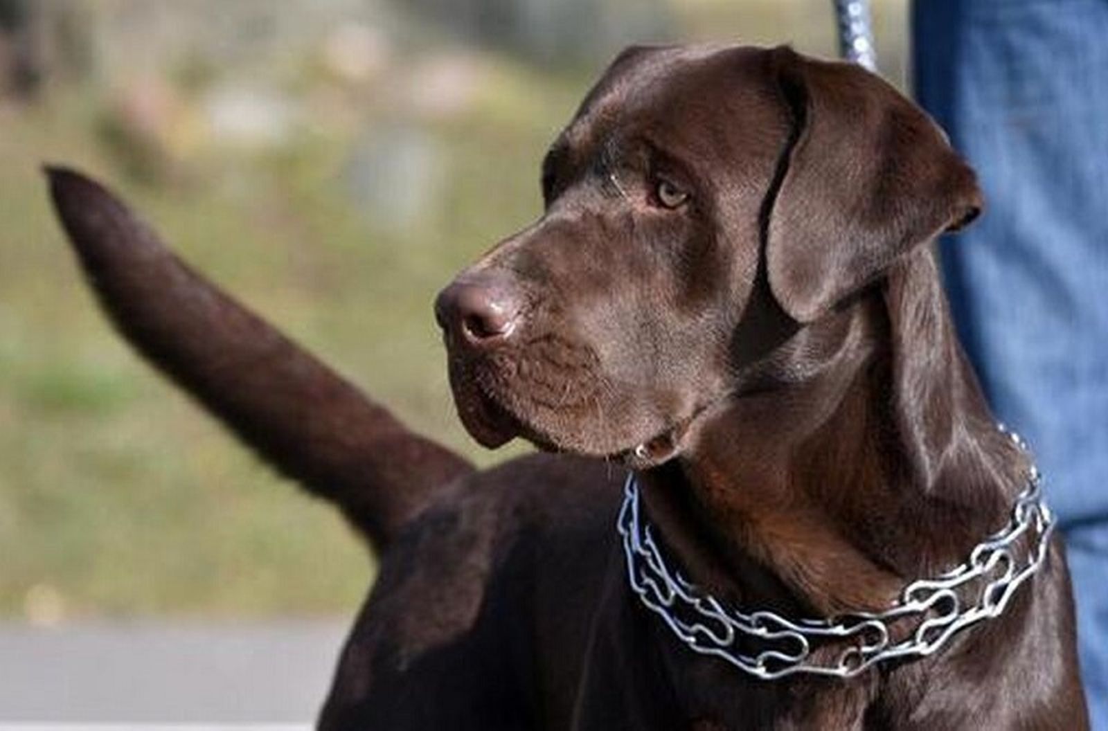 3875_ley-bienestar-animal-prohibira-collares_1769533084_177911006_1200x675