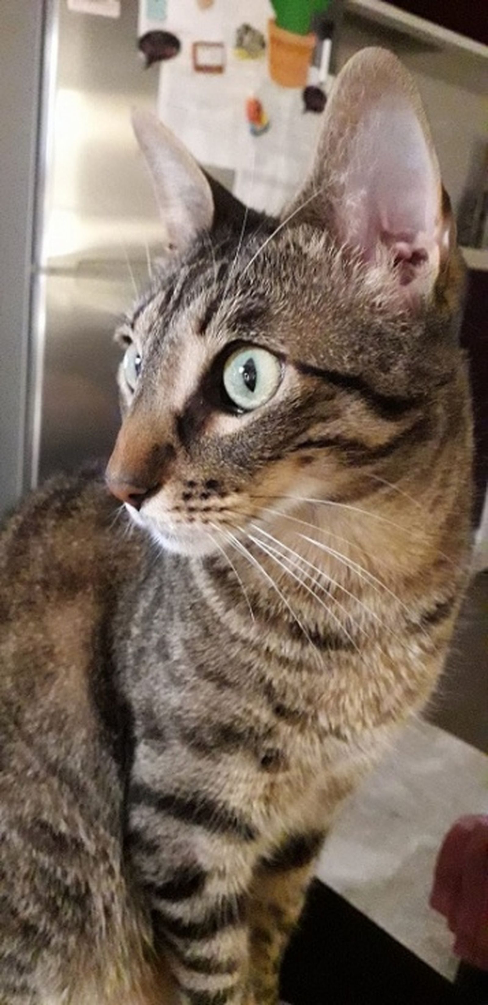 Coco, gatito desaparecido este lunes./FOTO CEDIDA